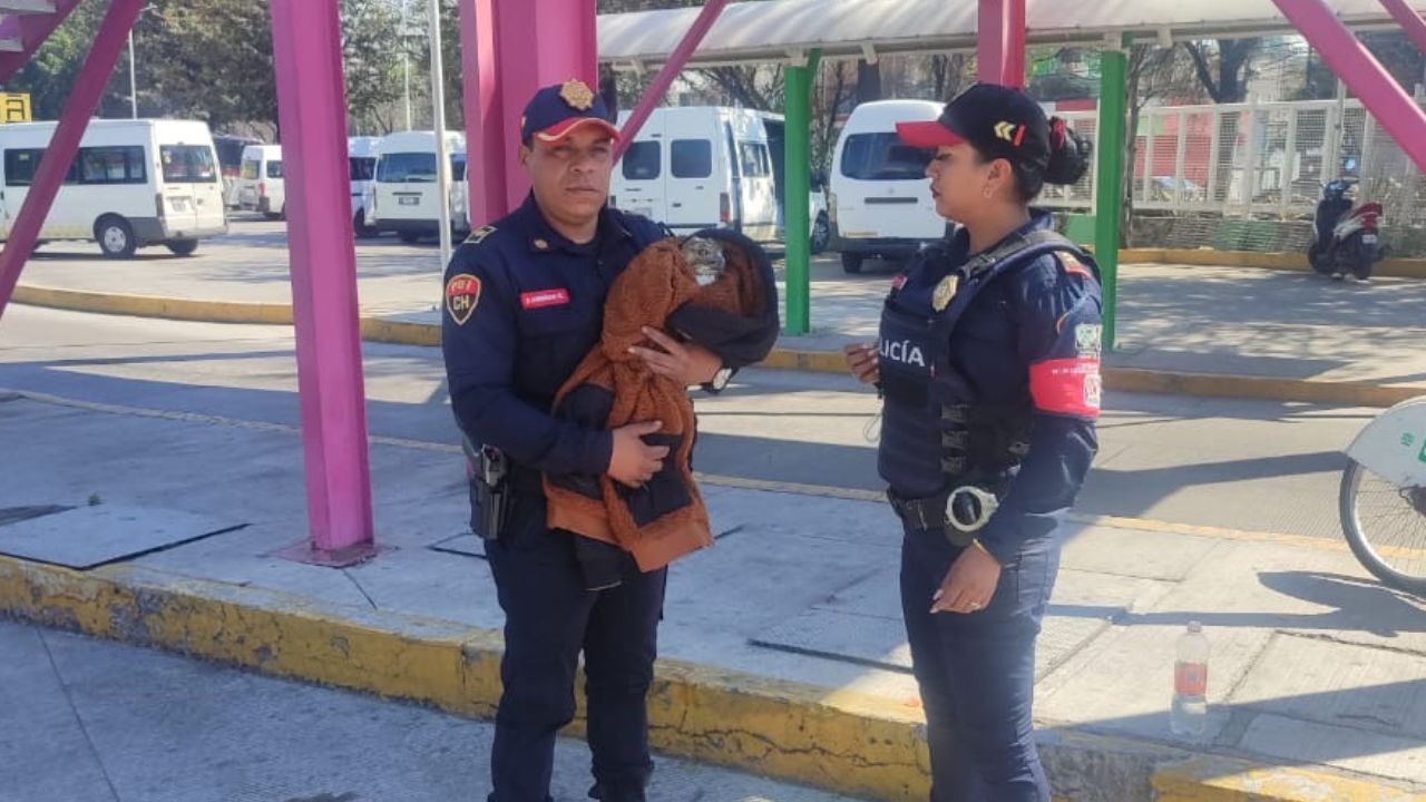Elementos policiales rescatan al halcón en Puerto Aéreo CDMX