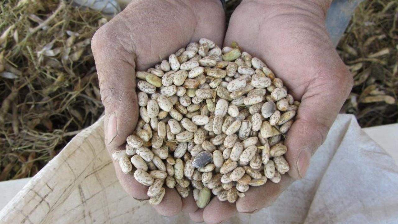 cosecha de frijoles en México