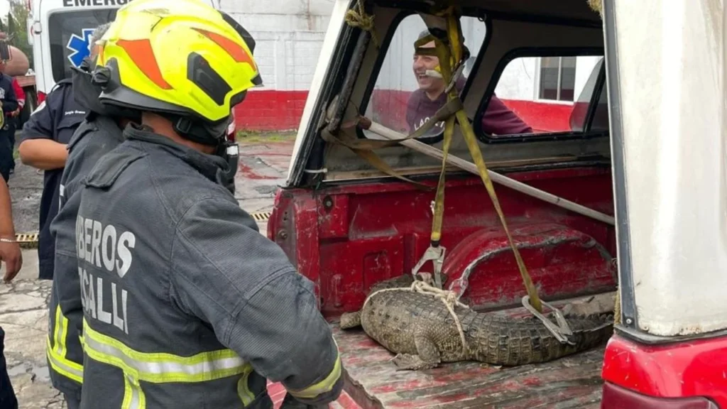 rescate de  cocodrilo en Cuautitlán Izcalli