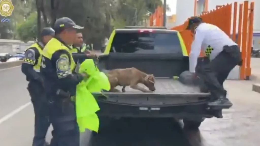 Efectivos de la Subsecretaría de Control de Tránsito de la SSC apoyaron en el rescate de “Fritzia”, una canina que fue rescatada de los carriles centrales del Viaducto