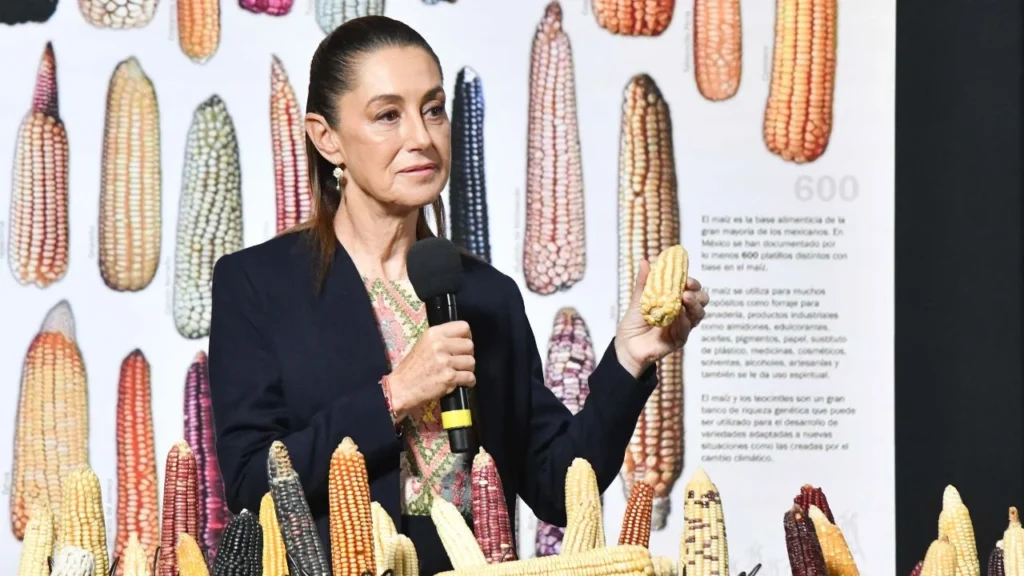 Como parte del Día Nacional del Maíz, Claudia Sheinbaum presentó el programa 'Sin maíz no hay país' para este alimento.