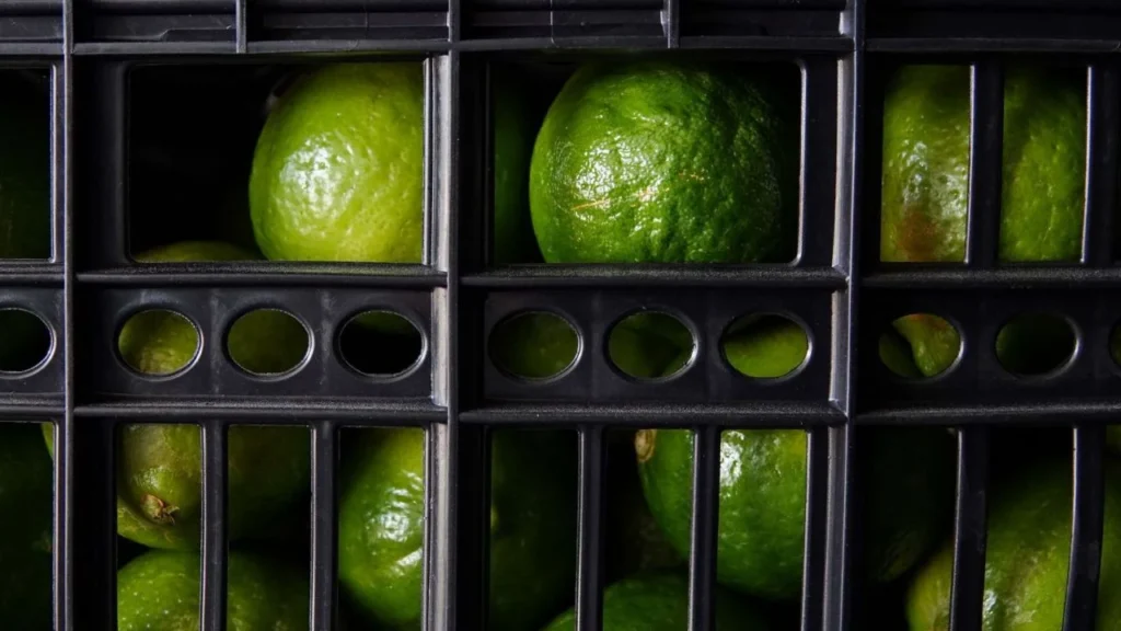 México lidera en cítricos: el kilo de limón se paga a un dólar fuera del país, pero aquí se tienen que entregar dos pesos al crimen.