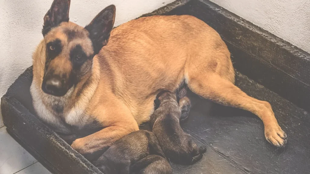 Desde cachorros, los canes del CENPROCAN son entrenados para convertirse en binomios clave en operativos de seguridad y rescate.