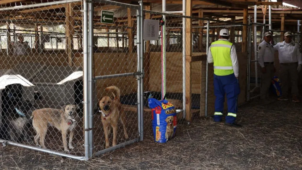 La Comisión de Bienestar Animal del Congreso visitará los refugios privados de la ciudad para conocer su operación.