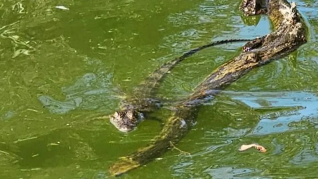 El cocodrilo moreletii fue localizado sobre un tronco en el lago del parque Tezozomoc y trasladado por la BVA a sus instalaciones en Xochimilco para su revisión y resguardo.