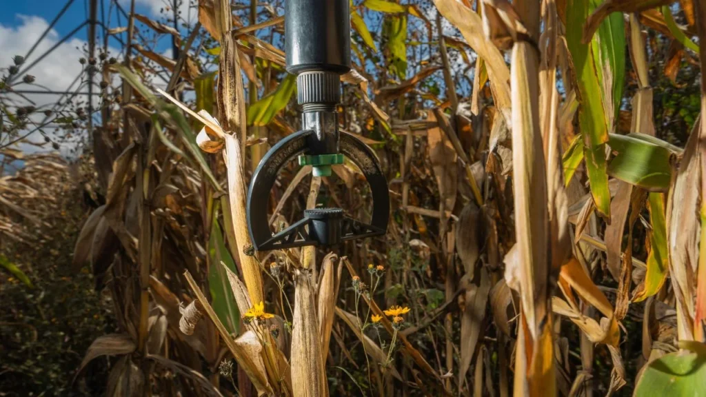 Sader publicó la nueva mecánica operativa para el otorgamiento de incentivos para maíz blanco del ciclo agrícola de Primavera-Verano 2025.