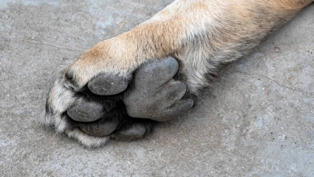 perros Tecámac Mariela Gutiérrez