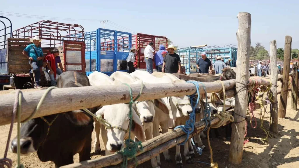 Comecarne reporta pérdidas millonarias por el gusano barrenador.