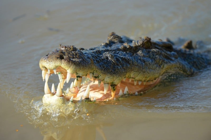 cocodrilo