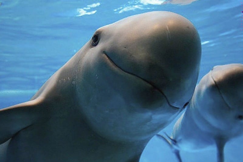 vaquitas marinas