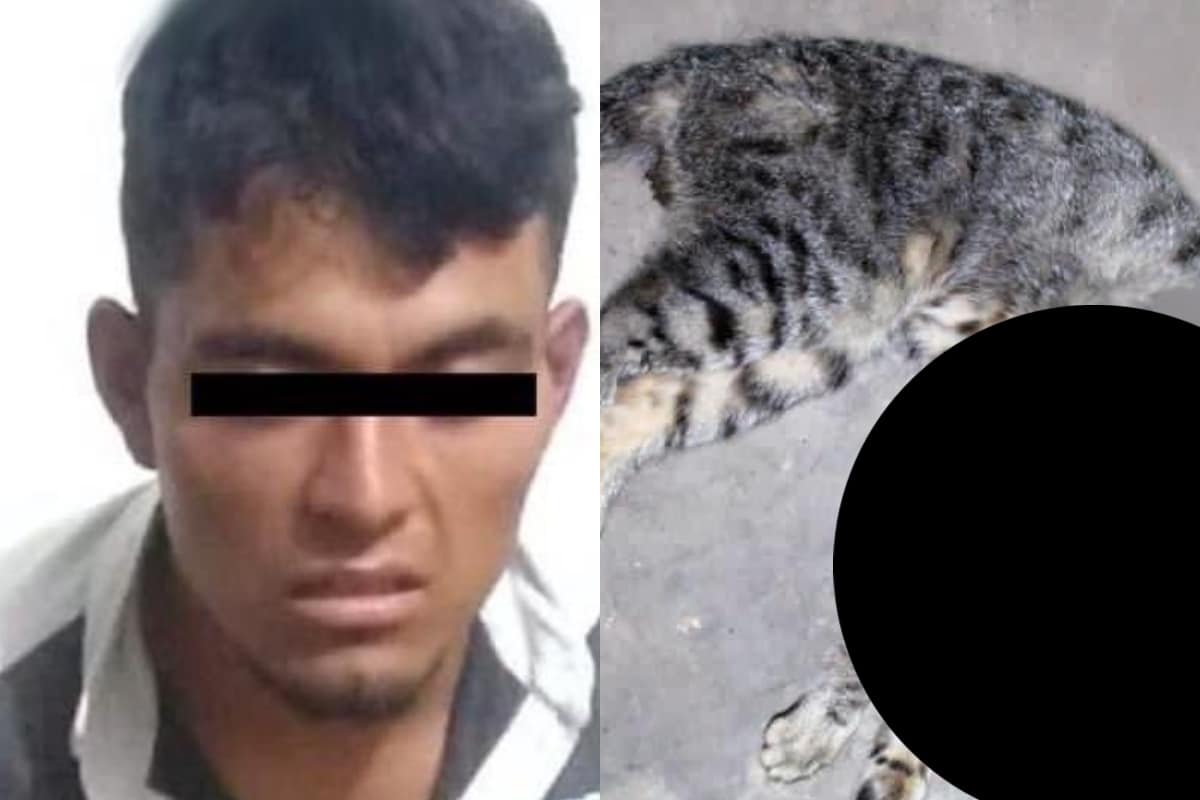 Vinculan a proceso a hombre que presuntamente apuñaló a un gato