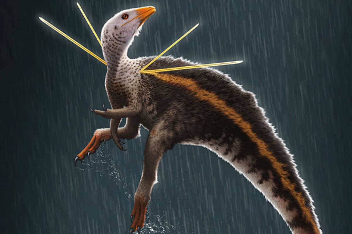 Las estructuras similares a pelos de Ubirajara parecen ser una forma rudimentaria de plumas llamadas protoplumas