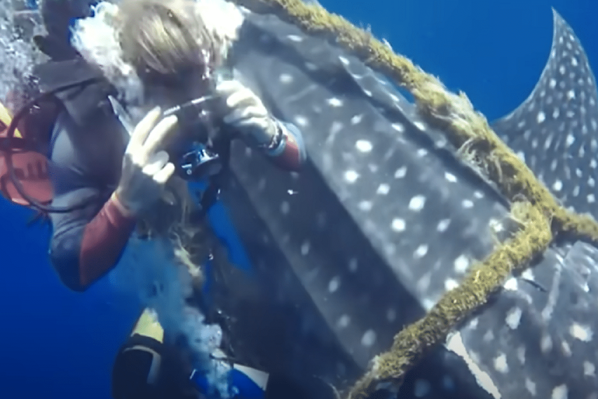 buzos tiburón ballena