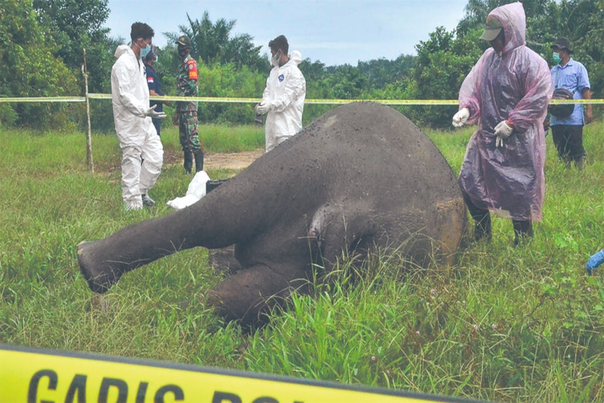 elefante
