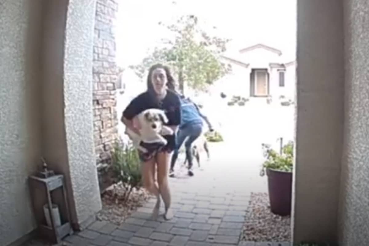 Conductora de Amazon salva a joven y su perro que eran atacados por pitbull 