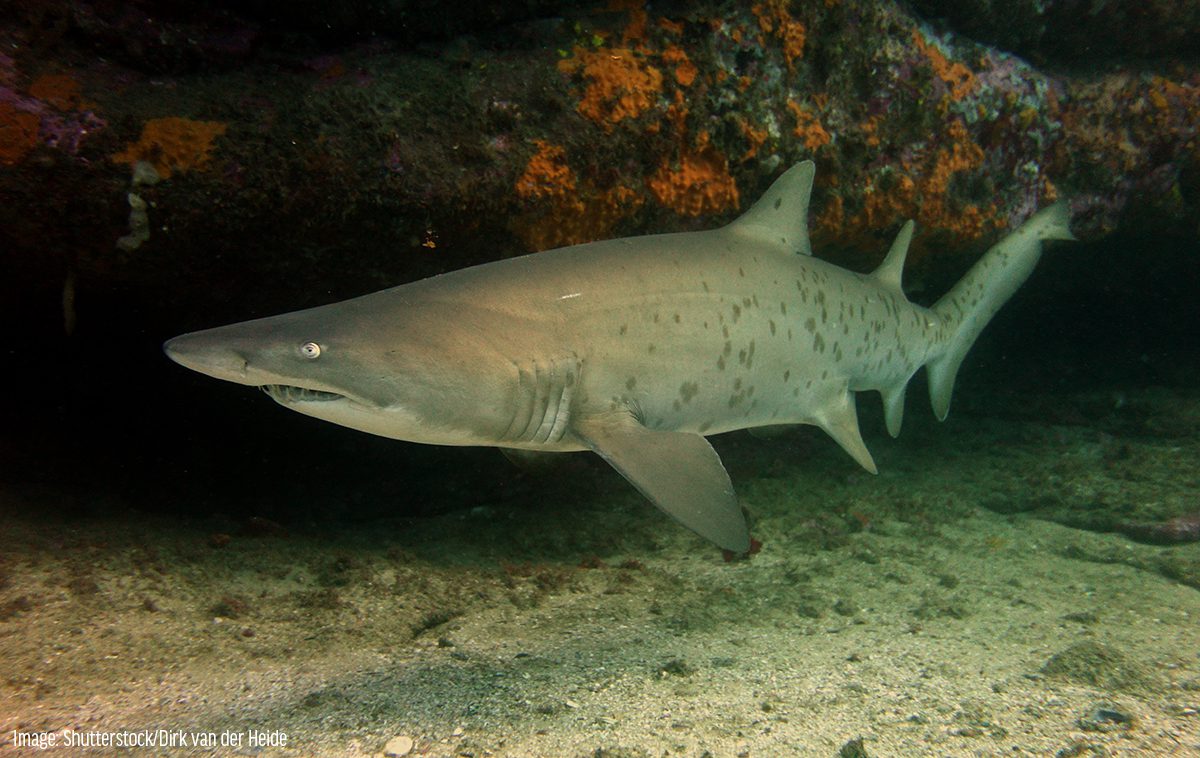 tiburón toro