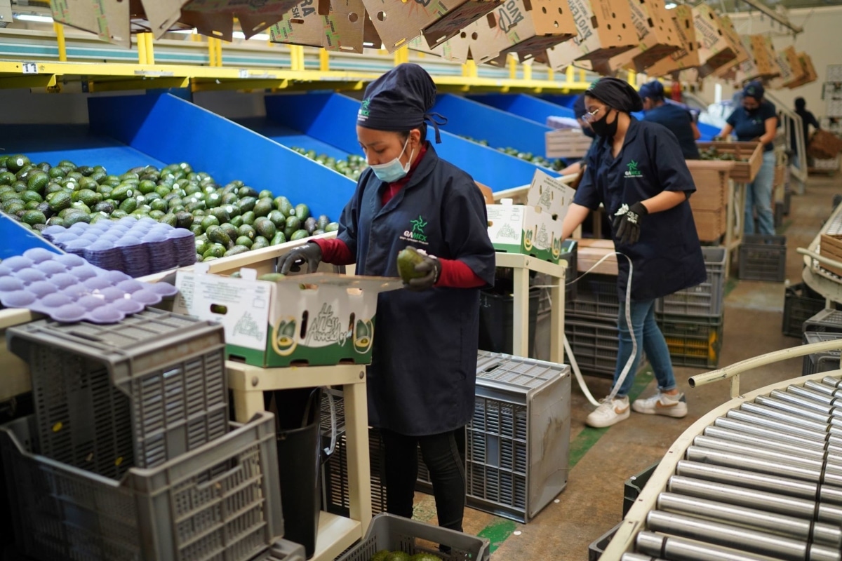 El Presidente señaló que tiene información de que hoy se resuelve la suspensión de la exportación de aguacate a EU.