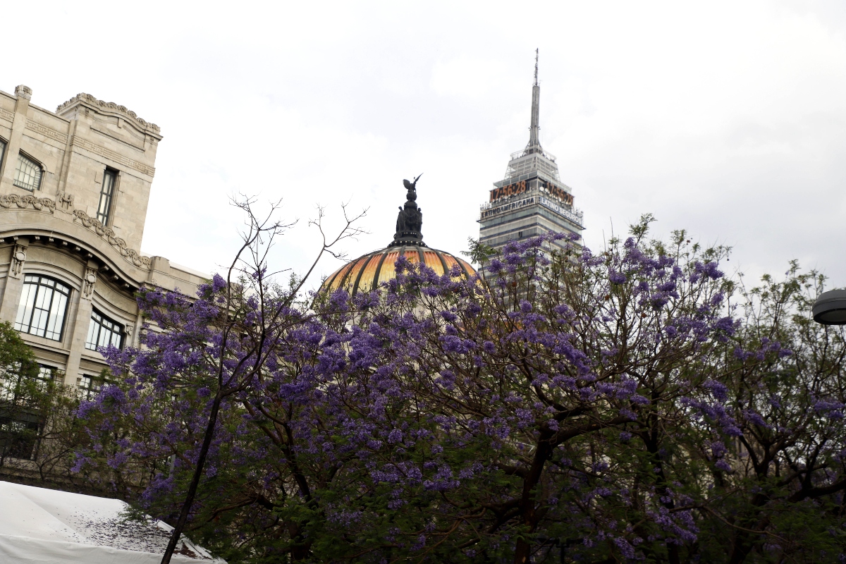 jacarandas