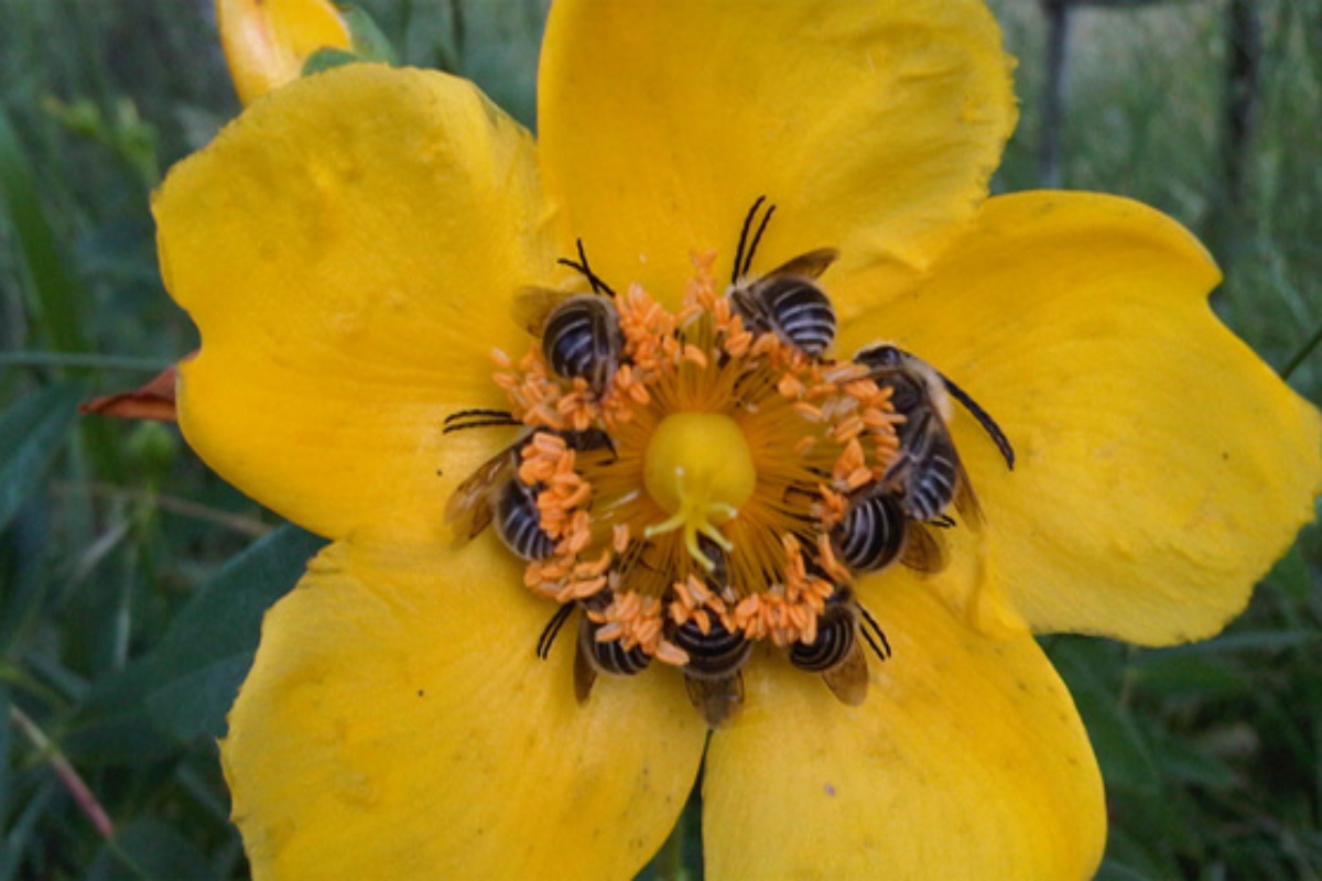abejas