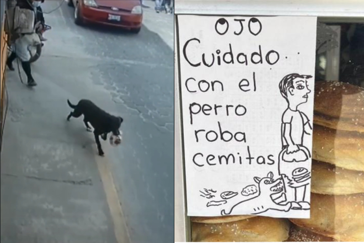 La travesura del perro quedó grabada en video.