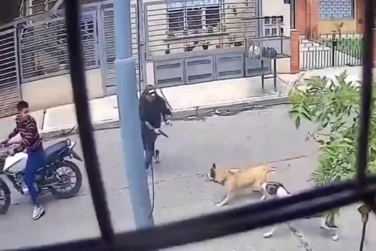 Perritas callejeras
