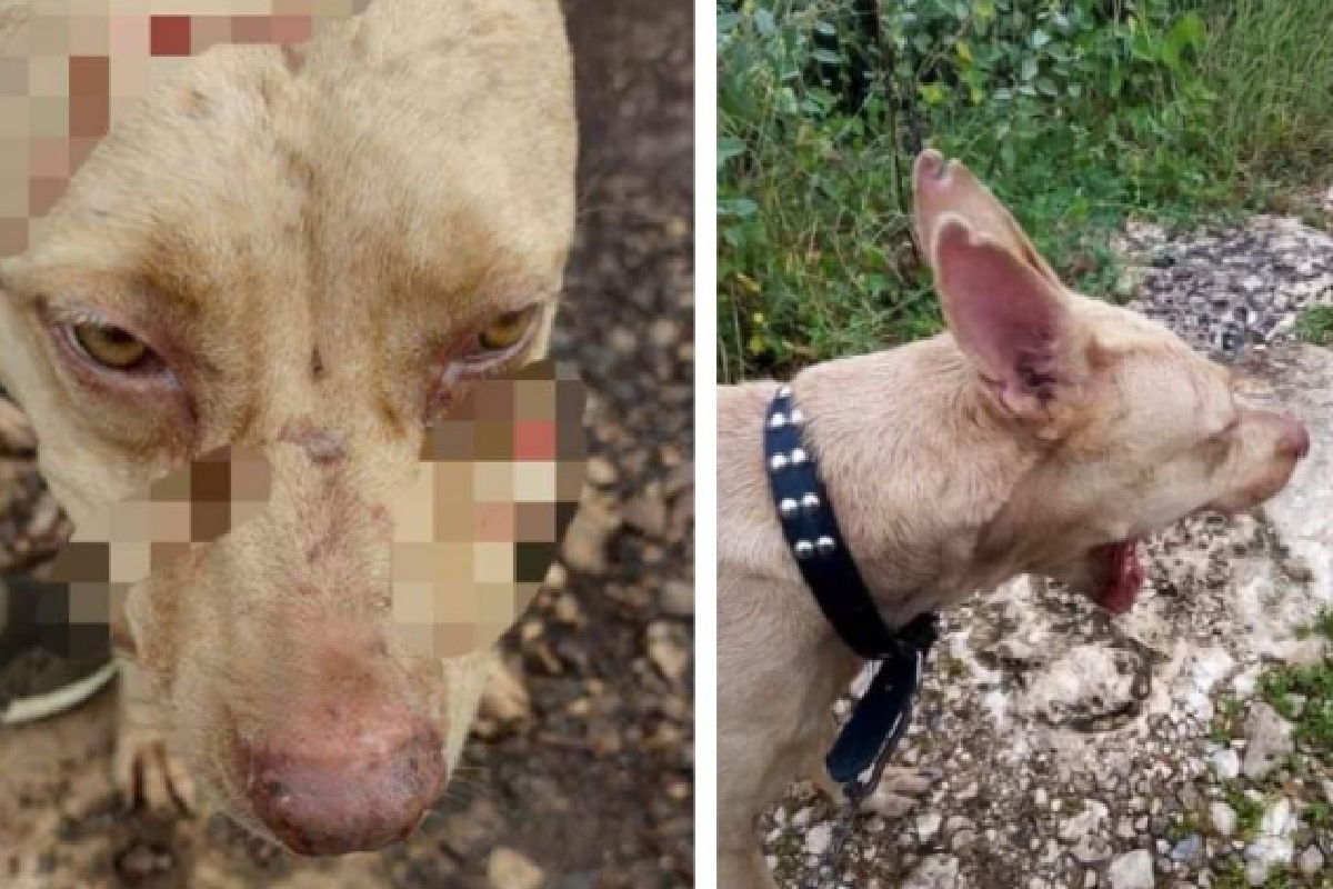 Una perrita de Xcanatún, Yucatán, atacó a mordidas a un presunto ladrón que se quiso meter a robar a la casa de su dueño