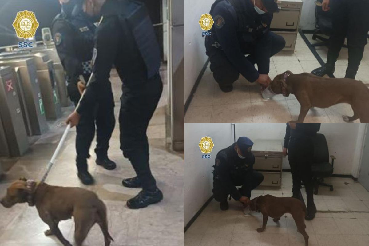 Perrito atorado