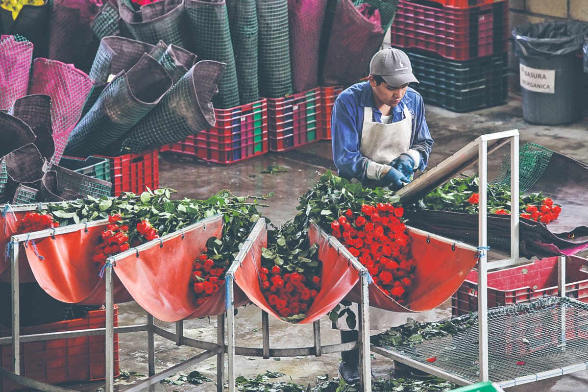 rosas flores