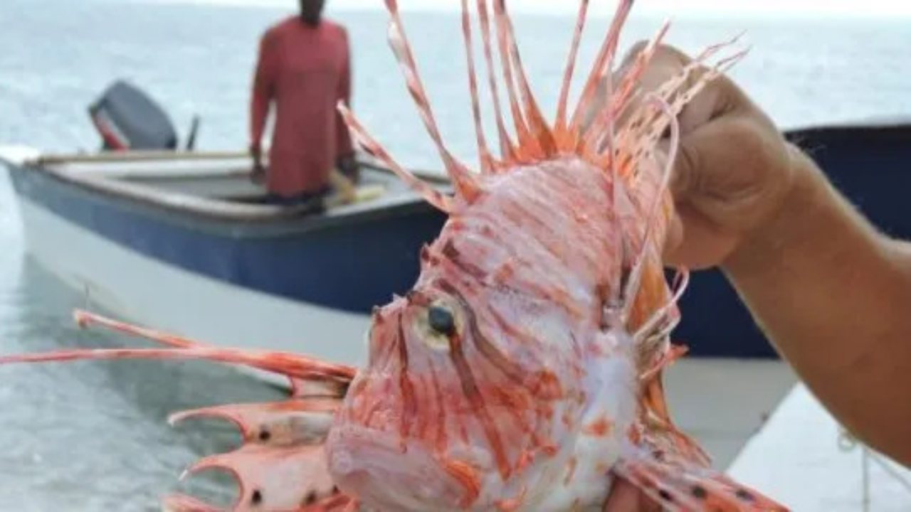 Arrecifes alacranes 2