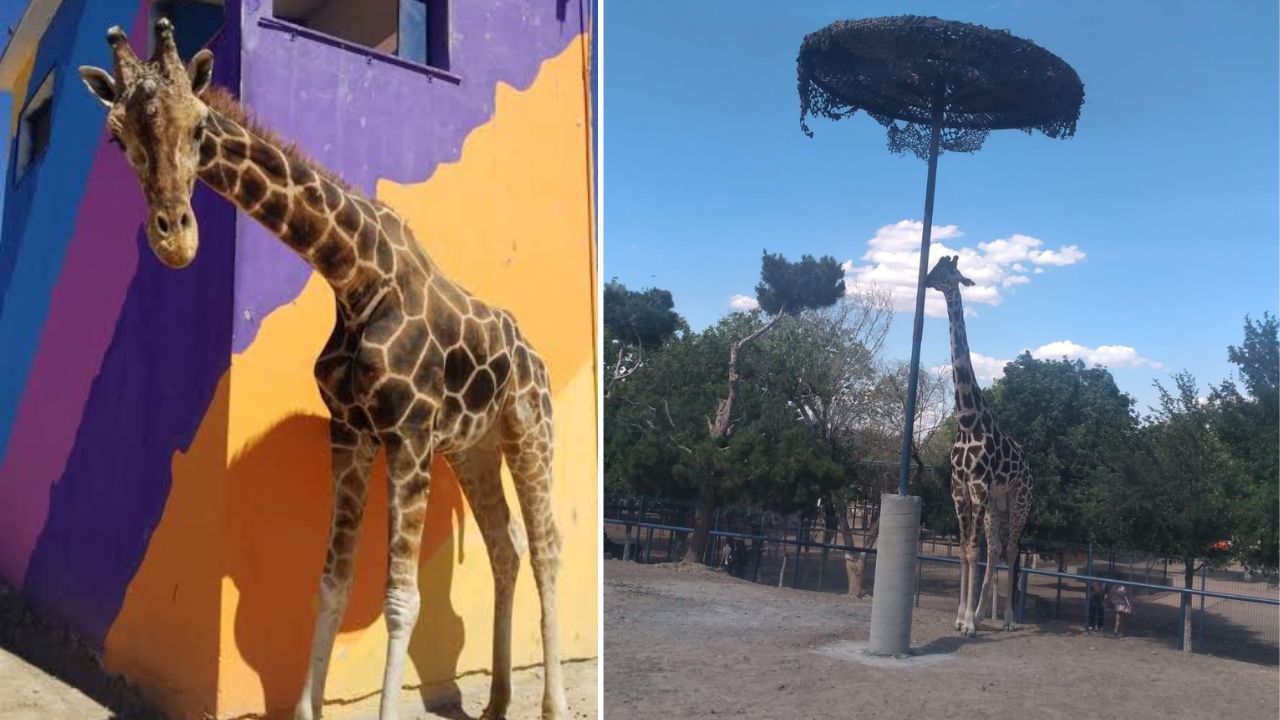 Foto: Twitter/@AndreaChavezTre | Denuncian malas condiciones para jirafa 'Benito' en Ciudad Juárez.