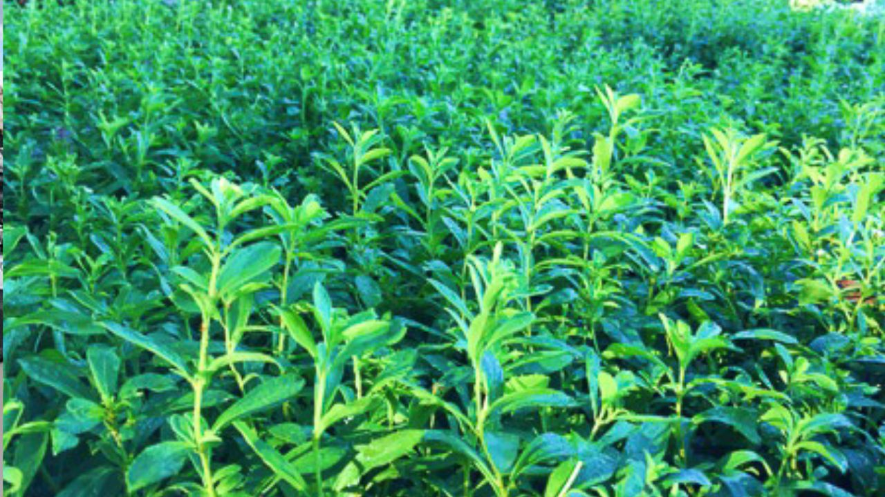 el extracto edulcorante de la estevia es un compuesto extraído directamente de la planta Stevia rebaudiana