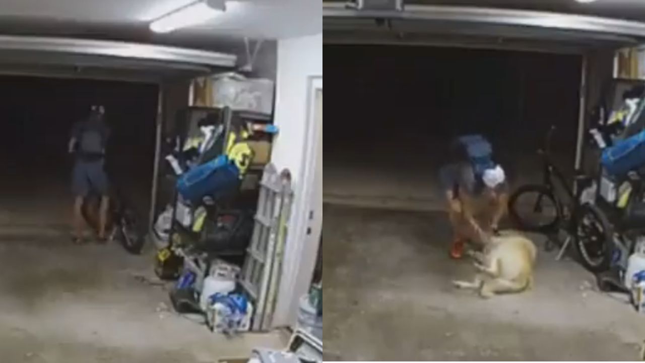 Ladrón entra a casa y se hace amigo del perro para poder robar bicicleta.