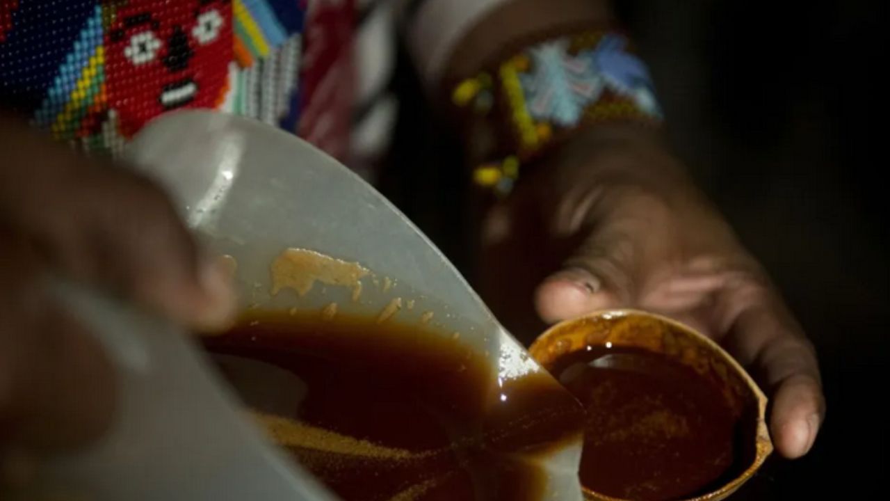 La ayahuasca o yagé es una bebida tradicional de la Amazonía que actualmente se usa para tratar problemas de depresión, adicciones, traumas, duelos, entre otros