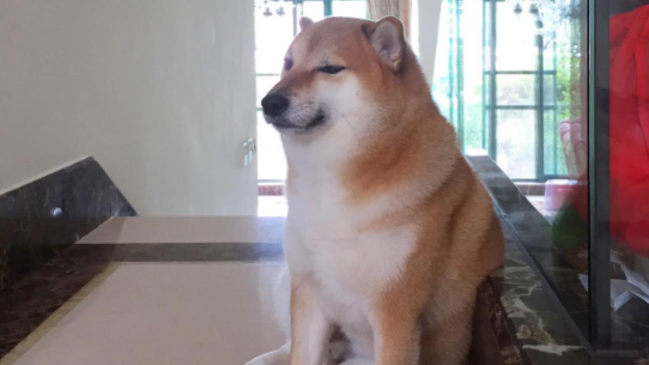 Cheems, el perrito memero