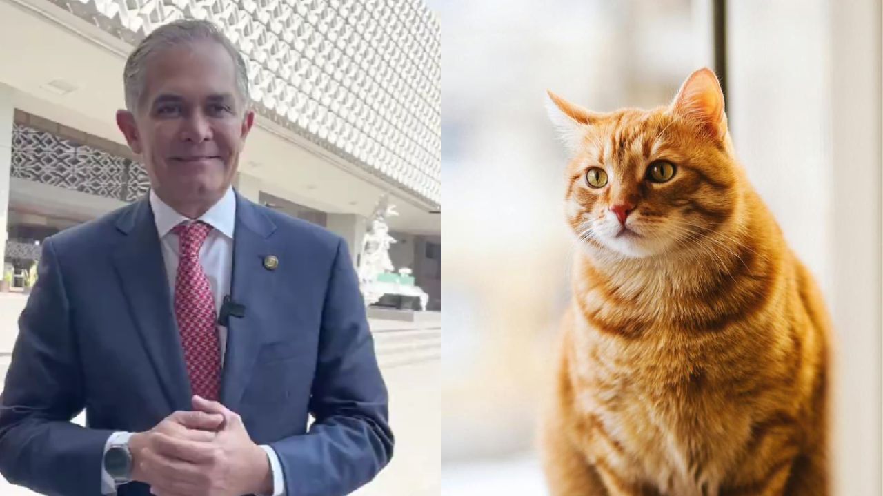 Pide Miguel Ángel Mancera declarar “inembargables” a los animales domésticos