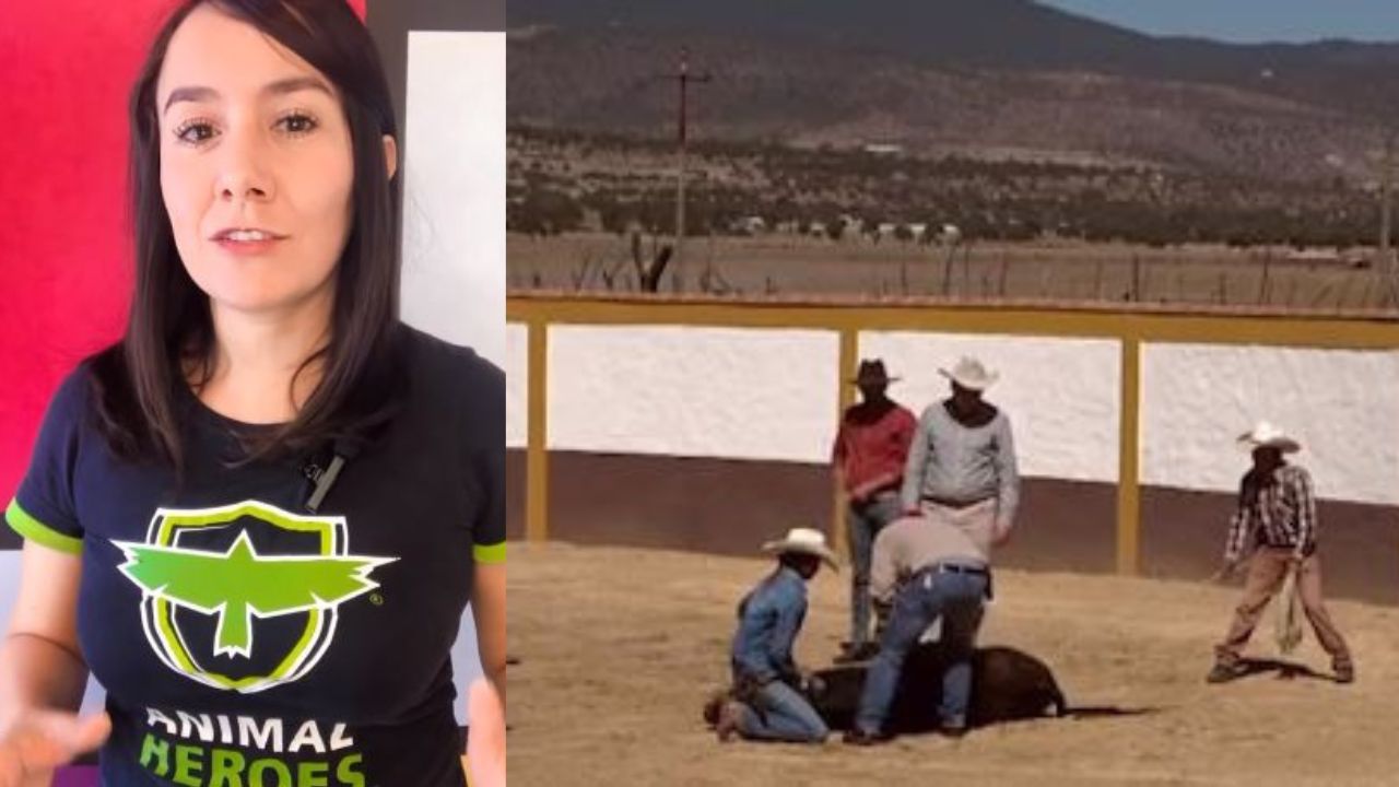 En Coahuila, la crueldad animal es un delito incluido en el código penal y el castigo puede ir de 2 a 6 años de cárcel