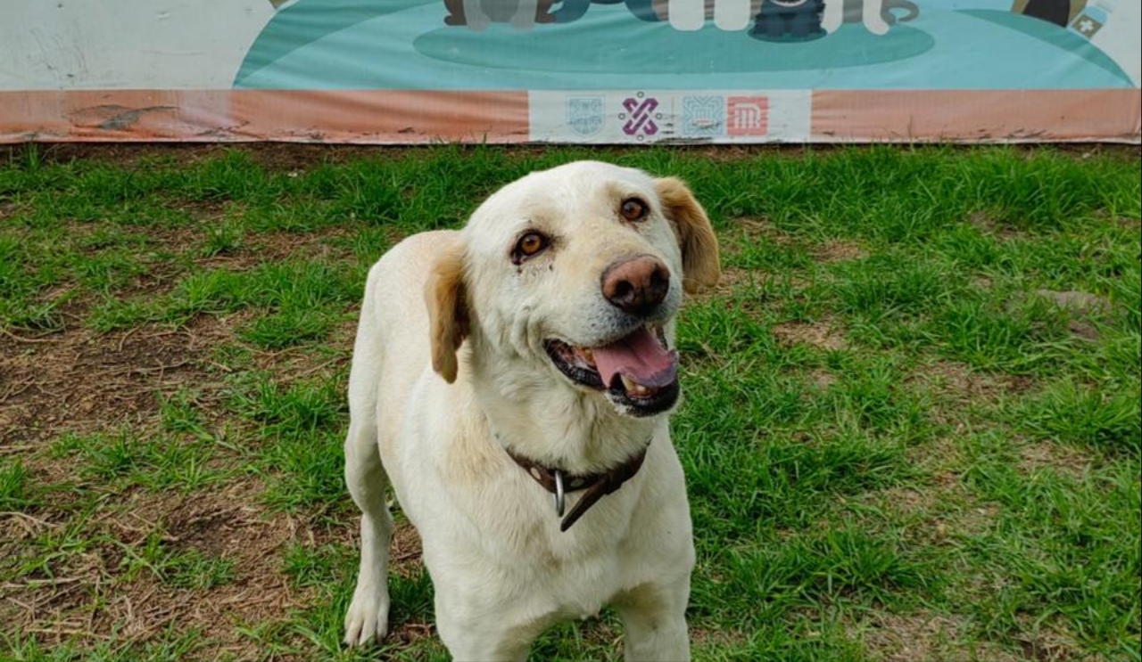 Foto:Ángel Ortiz/ Centro de Transferencia Canina