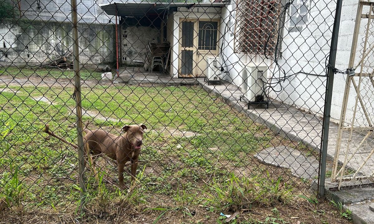 Perro de la raza pitbull, de seis meses de edad, que atacó a alumnos en Monterrey