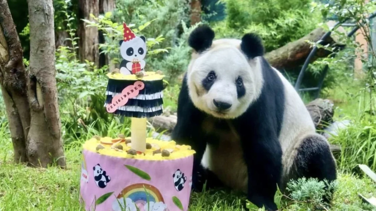 Celebración por el 35 aniversario de Xin Xin