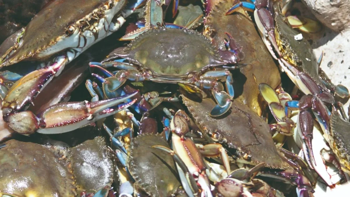 La temporada de captura de jaiba estará sin veda en aguas de jurisdicción federal del Golfo de California