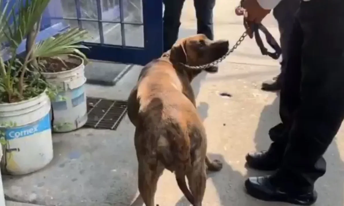 Efectivos de la Subsecretaría de Control de Tránsito de la SSC apoyaron en el rescate de “Fritzia”, una canina que fue rescatada de los carriles centrales del Viaducto