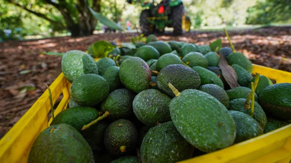 México y Brasil firman convenio para el envío de aguacate Hass a aquel país a través de un Plan de Trabajo Operativo.
