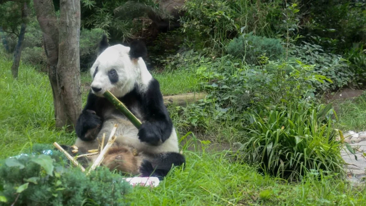 ¿Cuánto puede vivir un panda?