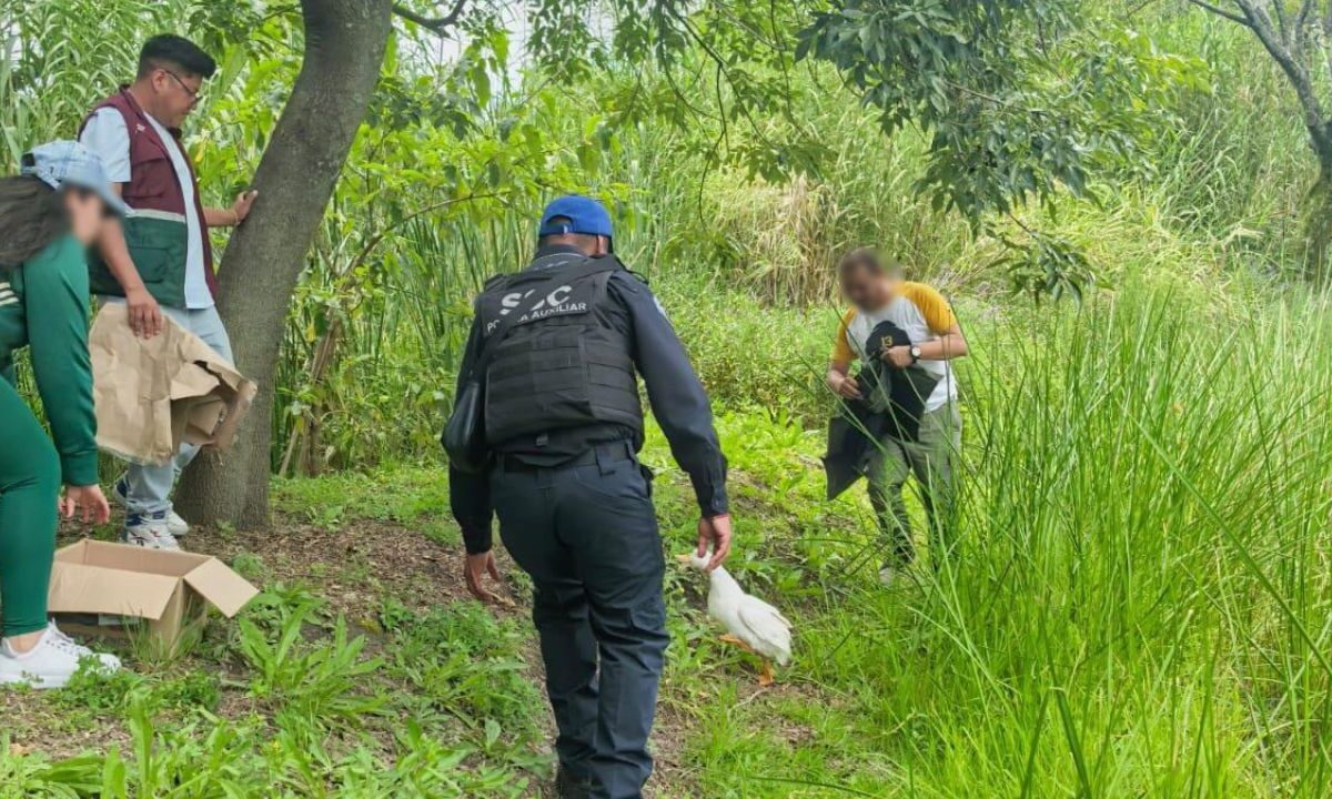 Policías de la SSC auxilian a pato lastimado en el Bosque de Chapultepec.