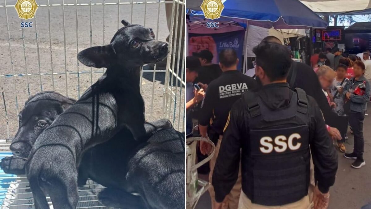 Vender perros va en contra de lo establecido en la Ley General de Protección Animal de la CDMX, por lo que autoridades intervinieron.