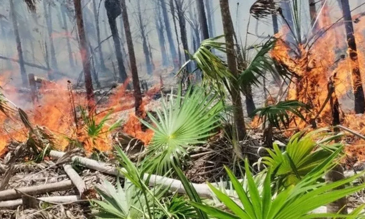 SINIESTRO. El presidente municipal, Josué Nivardo Mena, expresó su preocupación por los daños tras incendio en Holbox, a especies nativas de flora y fauna, y aseguró que se reforzaron las labores de combate.
