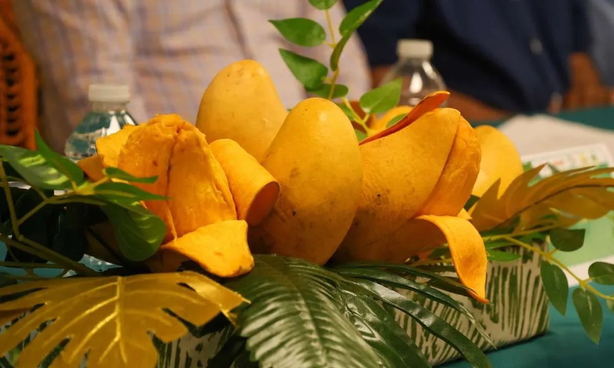¿Cuántas variedades de mango hay en México? Aquí te contamos.