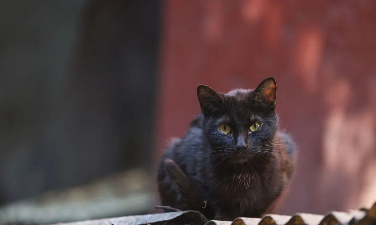 Conoce los mitos más comunes de los gatos