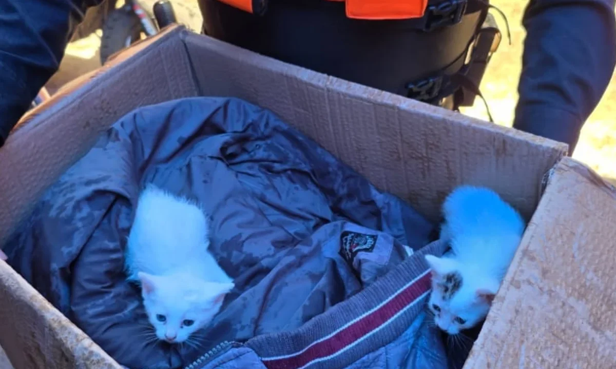Policías capitalinos rescatan a gatitos atrapados en incendio
