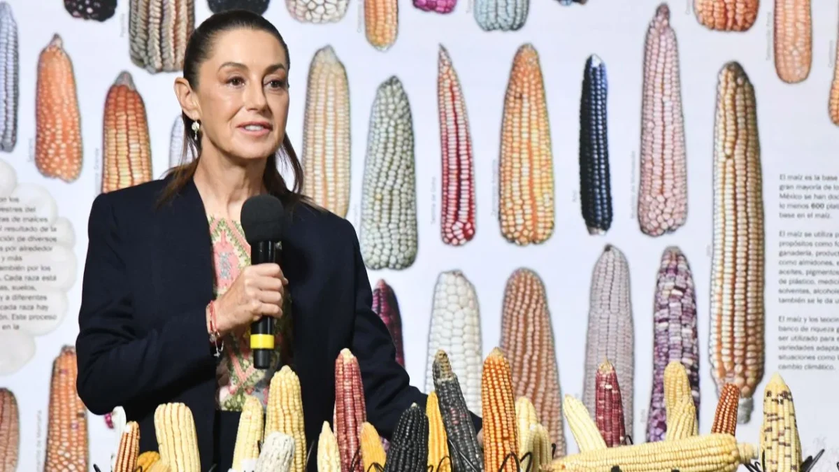 Anuncia Sheinbaum el programa 'Sin maíz no hay país'